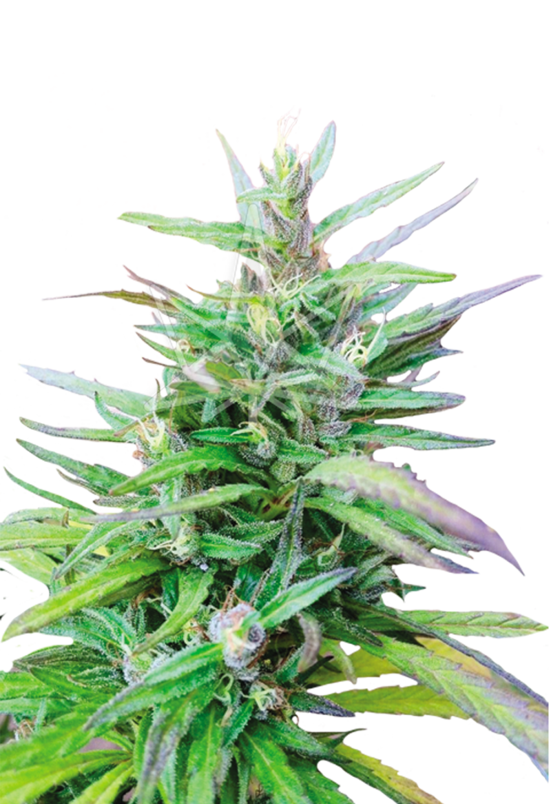 sativa star feminized seeds