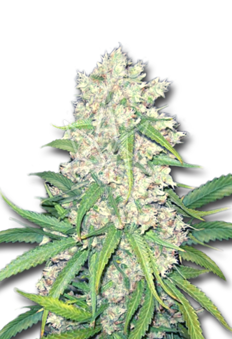 super silver haze feminized seeds