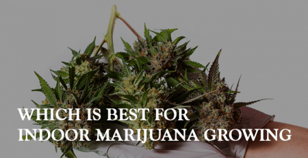 which is best for indoor marijuana growing