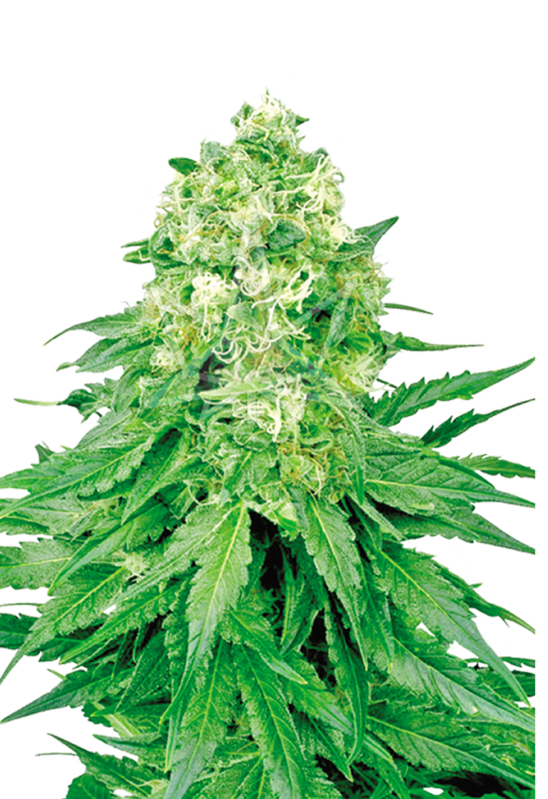 white banner feminized seeds