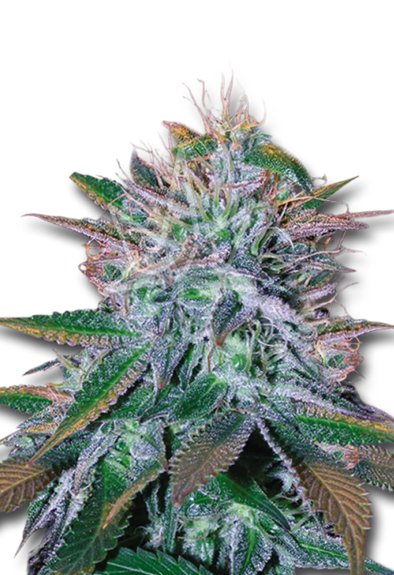 white widow feminized seeds