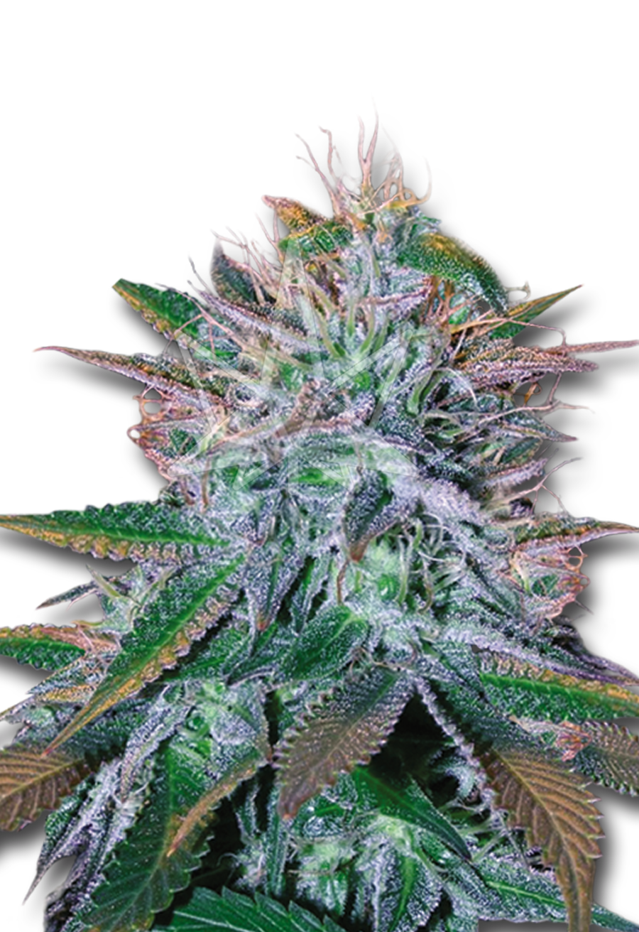 white widow feminized seeds