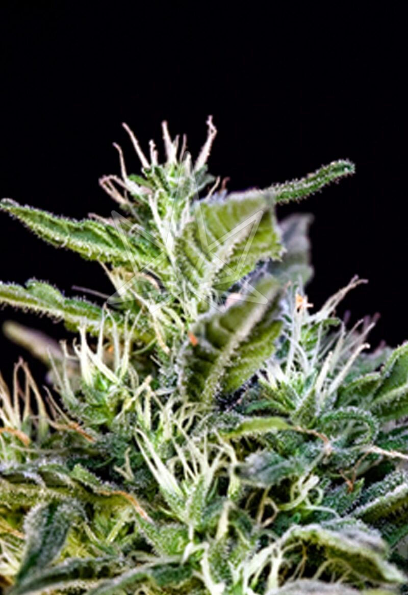 wombat femnized seeds
