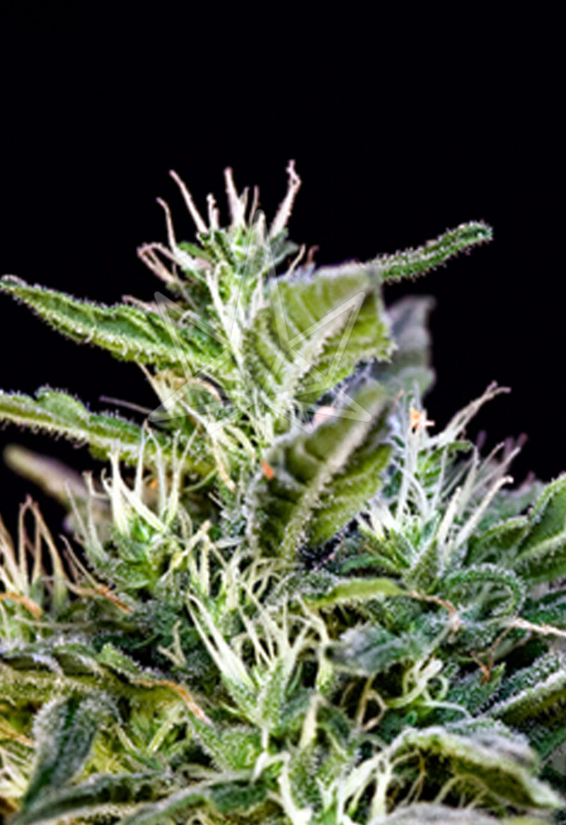 wombat femnized seeds opt