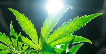 Beginner Cannabis Grow Guide Using CFL Grow Lights