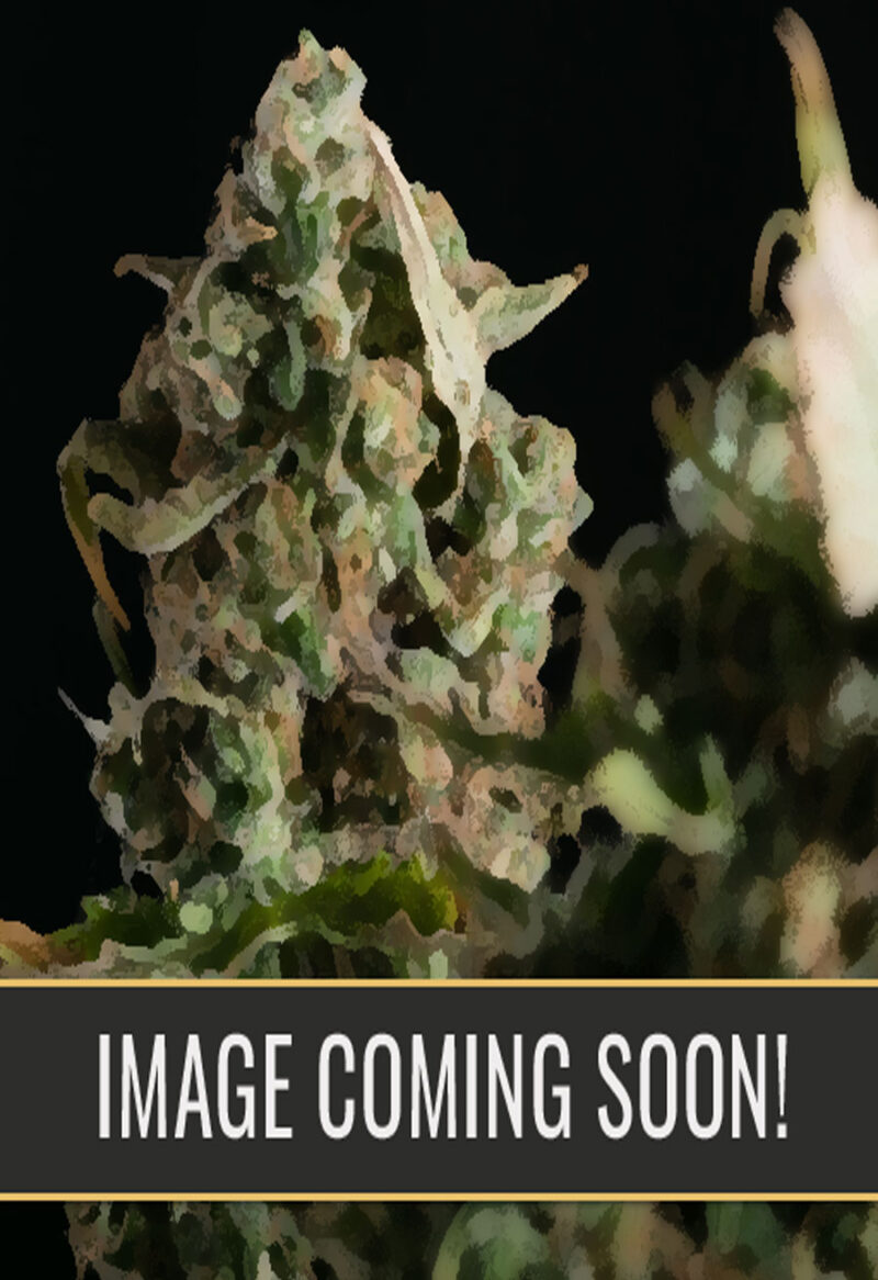 image coming soon opt