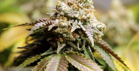 15 Ways that Marijuana Can Be Used as Medicine Everyday
