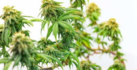 Cannabis Bonsai Grown from Seed is One of the Hottest Gardening Trends 1