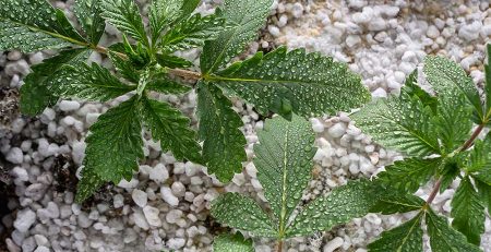 Enhance Cannabis Growth with Perlite as Growing Medium 1