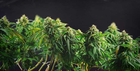 Genetic Feminized Marijuana Seeds Are Genetically Engineered 1