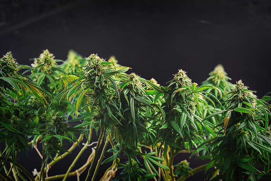 Genetic Feminized Marijuana Seeds Are Genetically Engineered 1