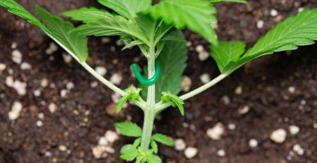Low Stress Training For Your Cannabis Guide 1