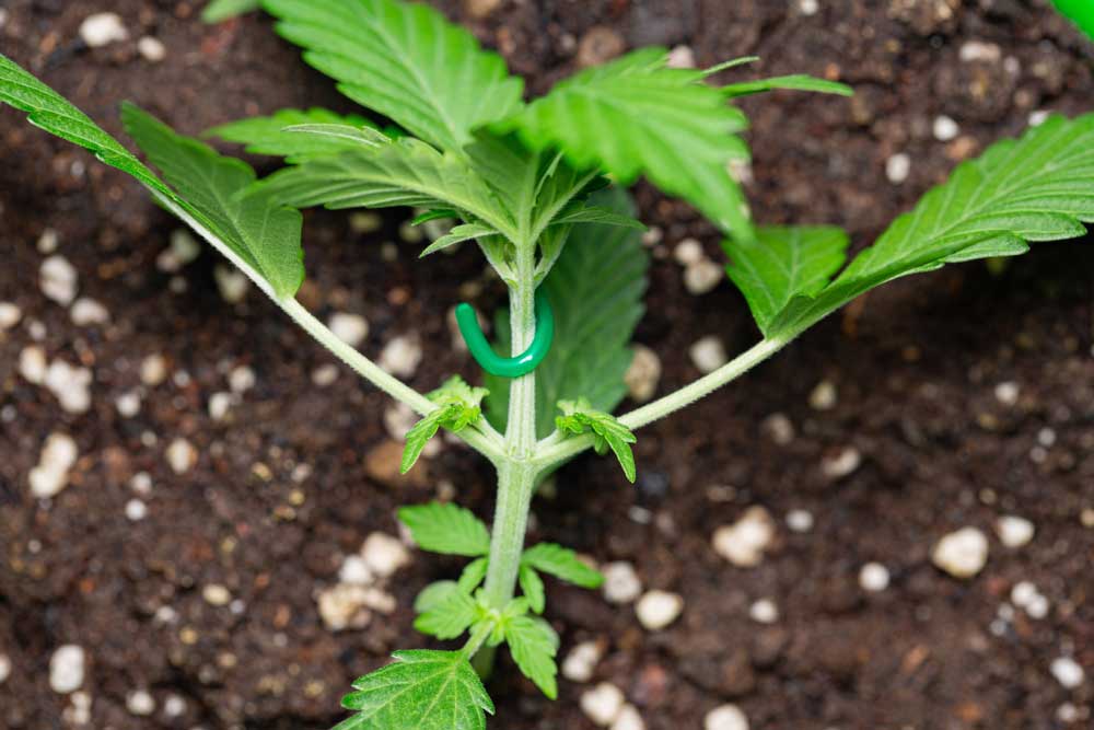 Low Stress Training For Your Cannabis Guide 1