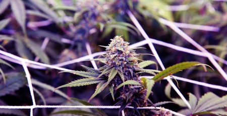 The Screen of Green Growing Marijuana Method 1