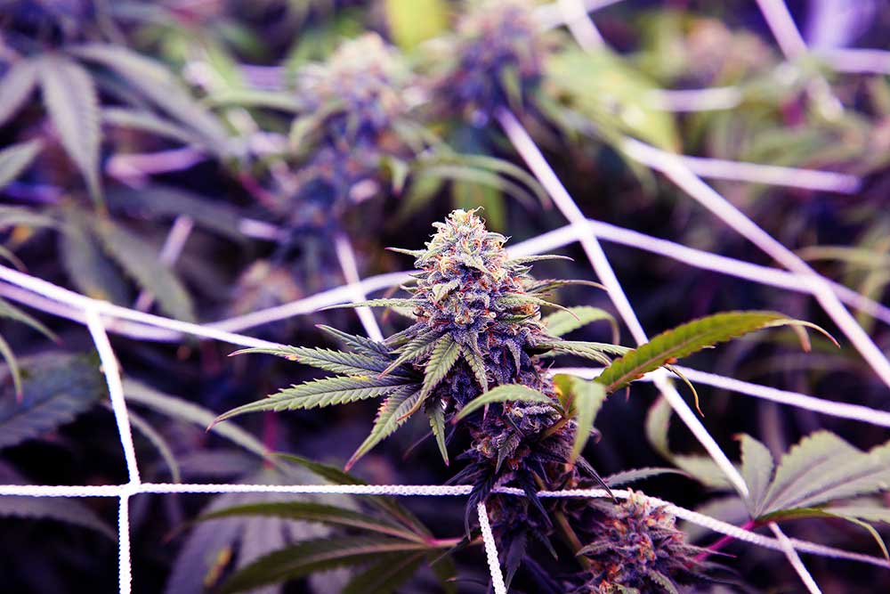 The Screen of Green Growing Marijuana Method 1