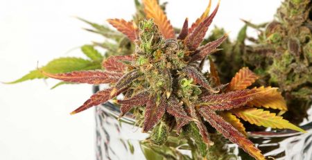 Why the Use of Molasses is Perfect For Your Marijuana Plants