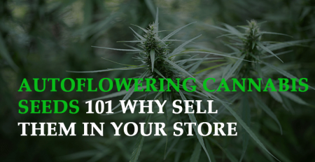 autoflowering cannabis seeds 101 why sell them in your store