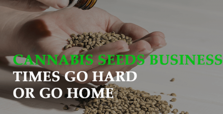 cannabis seeds business times go hard or go home