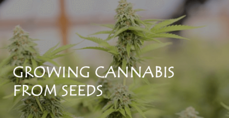 growing cannabis from seeds