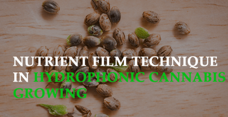 nutrient film technique in hydroponic cannabis growing