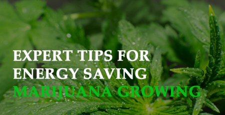 expert tips for energy saving marijuana growing