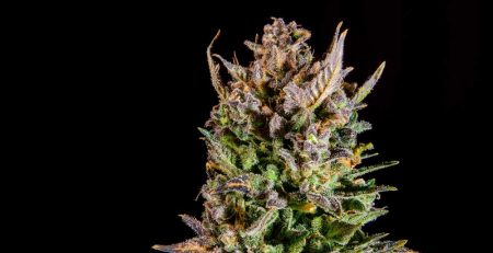 Energy Boosting Cannabis Strains To Prepare For Your Next Hike 1