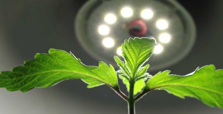 Learning How 12/12 Cultivation System Works In Cannabis Growing