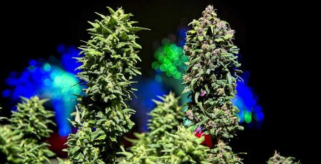 The General Difference Between Autoflowering and Feminized Cannabis 1