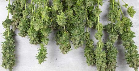 Tips On How to Dry Weed Buds Fast 1