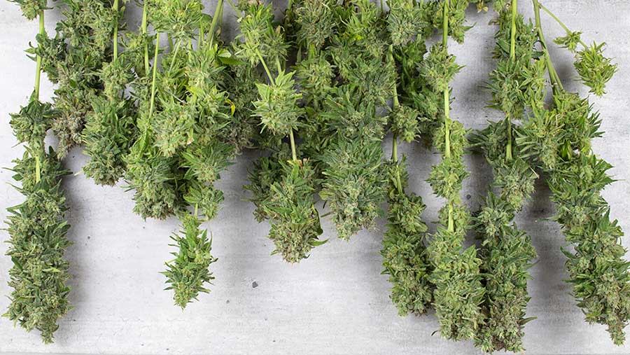 Tips On How to Dry Weed Buds Fast 1