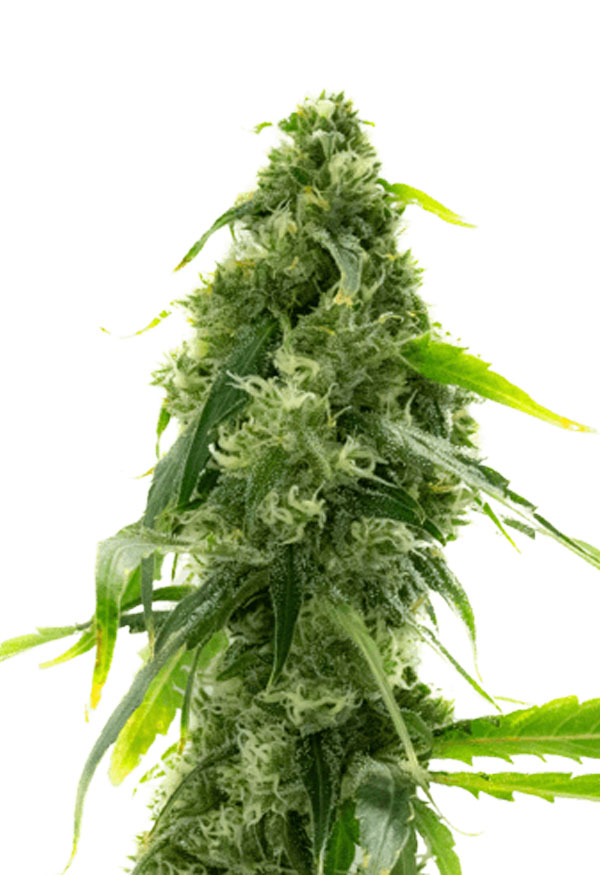 Ak 47