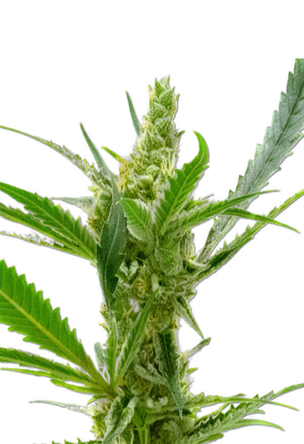 Auto CBD Kush