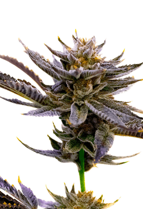 Blue berry