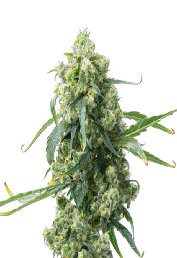 CBD Chemdog 4