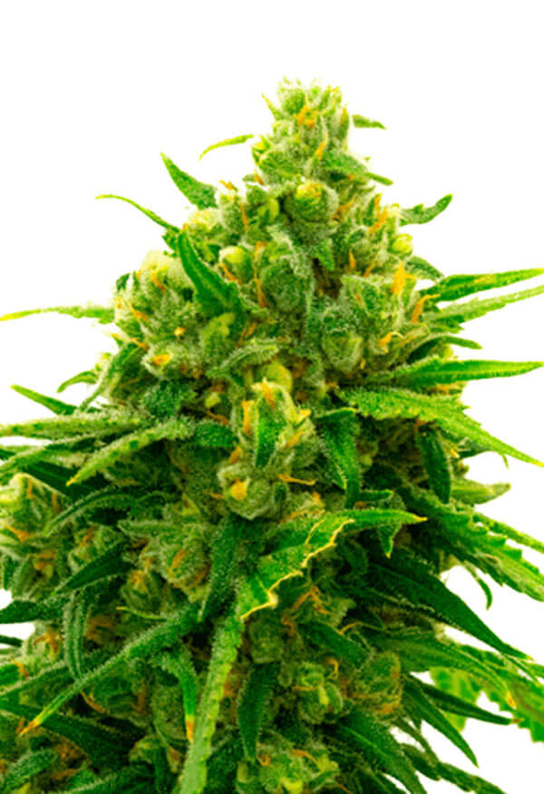 CBD White Widow 1