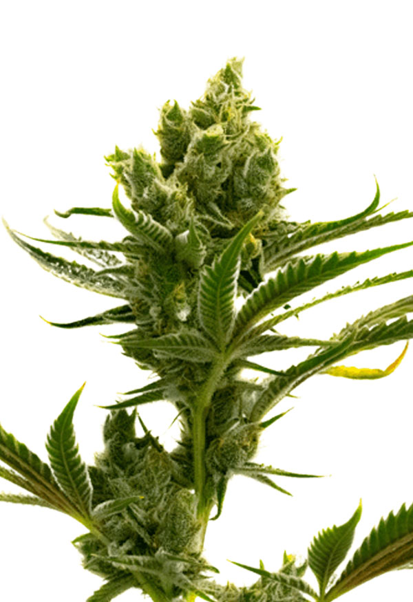 Cbd Haze