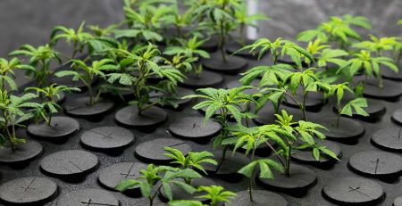 DIY Cannabis Clone Box Made Easy