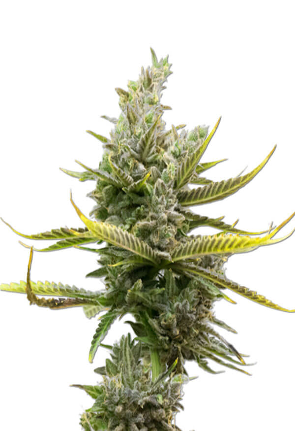Magnum Autoflower