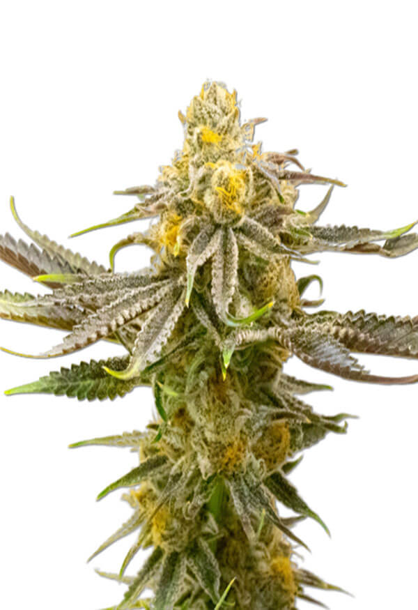 Strawberry Cheese Autoflower