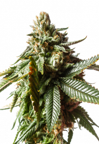 sunwestgenetics critical mass