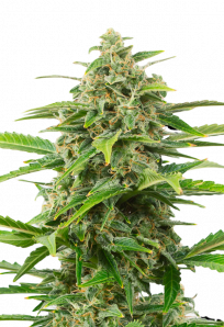 sunwestgenetics power plant