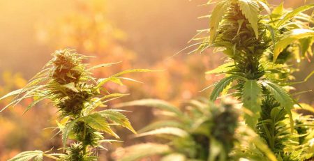 10 Best Outdoor Strains for Growing Quality Marijuana