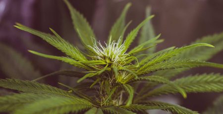 10 Regular Marijuana Strains That Are Mold Resistant