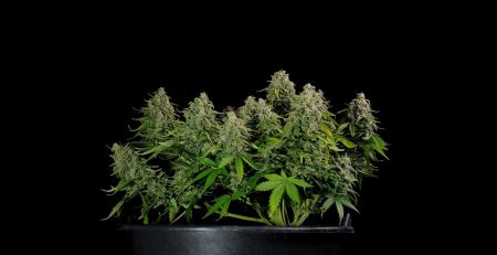 10 of the Smallest Weed Plant in the World