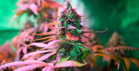 6 Week Flowering Strains to Buy
