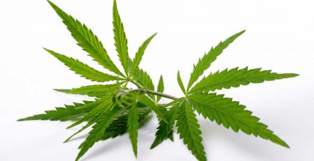 A Comprehensive Guide to Weed Measurements