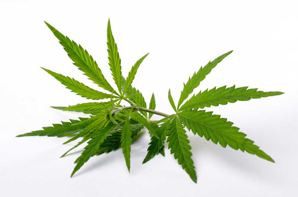 A Comprehensive Guide to Weed Measurements