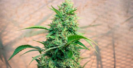 A Comprehensive Marijuana Autoflower Growing Guide