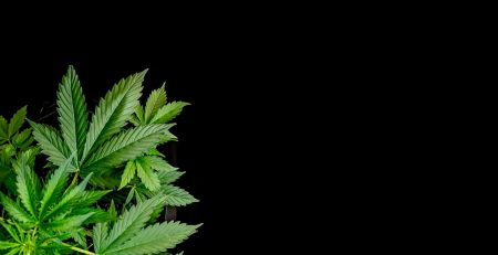A Guide for Indoor Marijuana Growers