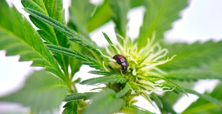 Autoflower vs Photoperiod What is Their Difference